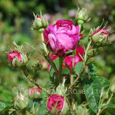 Maybe you would like to learn more about one of these? Charles De Mills Shrub Rose Peter Beales Roses The World Leaders In Shrub Climbing Rambling And Standard Classic Roses