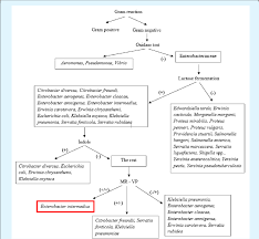 identification flow chart for isolate d9 supporting figures