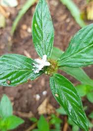 Image result for Spermacoce deserti