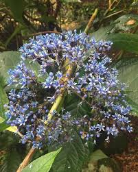 Image result for Hyparrhenia dichroa