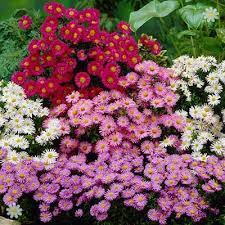 Dwarf Hardy Aster Island Series Mixed Plants Perennial Plants Plants Uk