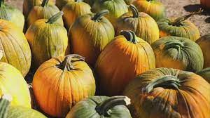 Pandemic Not Slowing Down Winston Salem Pumpkin Patch Myfox8 Com