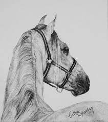 Caballo De Rejoneador Como Dibujar Un Caballo Dibujos De Caballos Cultura Espanola