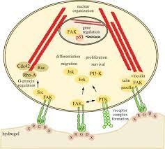 As of 2005 its population was of 55,426. Frontiers Hydrogels Derivatized With Cationic Moieties Or Functional Peptides As Efficient Supports For Neural Stem Cells Neuroscience
