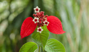 Image result for Mussaenda