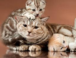 0 ответов 4 ретвитов 19 отметок «нравится». Mastitis En La Gata Champion Cat