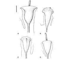 Image result for Crepidomanes inopinatum