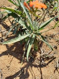 Image result for Tricliceras longepedunculatum