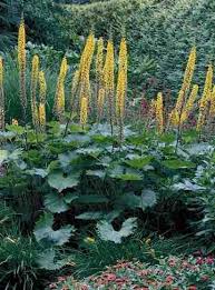 Image result for Lellingeria oosora