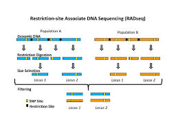 Single nucleotide polymorphisms, frequently called snps (pronounced snips), are the most common type of genetic variation among people. Restriction Site Associated Dna Markers Wikipedia