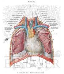 It describes the theatre of events. Human Chest Anatomy Diagram Koibana Info Anatomy Body Anatomy Human Anatomy