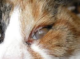Entropion is usually caused by genetic factors. Lower Lid Entropion In A Cat With A Concurrent Corneal Ulcer Also Download Scientific Diagram