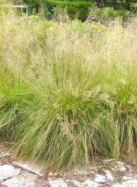 Image result for Sporobolus panicoides