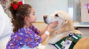 Medical Dog Program Children S Hospital Colorado