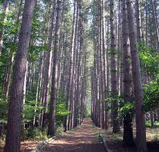 Maybe you would like to learn more about one of these? Cumming Nature Center Naples Ny