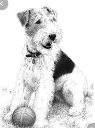 Pin By Charles On Wire Haired Terrier In 2020 Wire Fox Terrier Fox Terrier Dog Drawing
