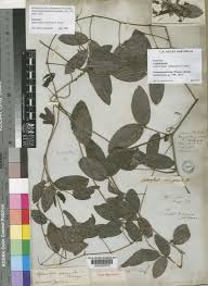 Image result for Sphenostylis