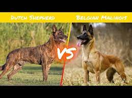 Parents are both from south carolina.father is the dutch shepherd named drako 6 yrs old (black) is 100 pounds. Dutch Shepherd Vs Belgian Malinois Youtube