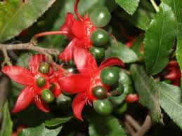 Image result for Ochna atropurpurea