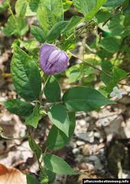 Image result for Centrosema