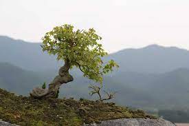 Hunting bonsai materials / natural. Why Do Bonsai Trees Cost So Much Grow Your Bonsai