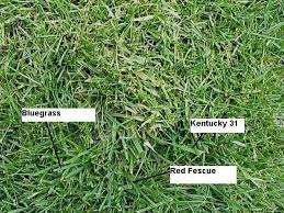 Image Detail For Approching Bentgrass Lawn Care Fescue Bluegrass
