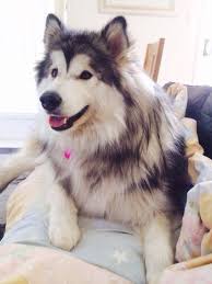 Alaskan malamutes are not recommended for apartment life. 91 Ide Animal Di 2021 Hewan Binatang Anjing