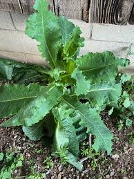 Image result for Lactuca ugandensis