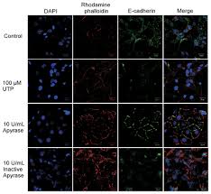 Journal of Cellular Biochemistry