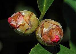 Camellia Blooms That Fail To Open Growing A Greener World