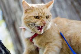 Résultat de recherche d'images pour "dragging cat leash"
