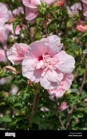Image result for Hibiscus syriacus ´Pink Chiffon