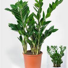 In twi, fufu means mash or mix for a soft and doughy staple food of the akan ethnic groups in ghana and other african countries. Zamioculcas Pflegetipps Fur Die Glucksfeder Mein Schoner Garten