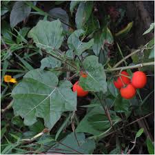 Image result for Solanum capsicoides