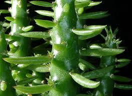 Image result for Austrocylindropuntia
