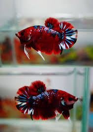Live betta fish big giant galaxy black koi hmpk male from indonesia breeder. Item Fwbettashmp1435249647 Galaxy Koi Ends Thu Jun 25 2015 11 27 27 Am Cdt Betta Fish Tank Betta Aquarium Betta Fish Types