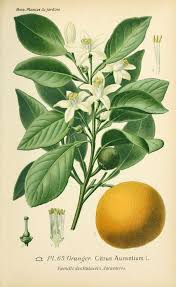Orange Blossom Botanical Illustration Botanical Prints Botanical Art