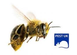 However, if they are a nuisance, you may have to get rid of them. Honey Bees Pest Uk