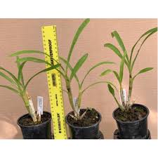 Image result for Ansellia