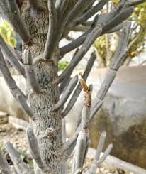 Image result for Euphorbia guerichiana