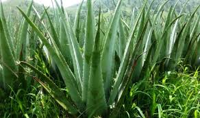 Cara mudah membasmi rumput belulang lulangan sampai busuk hingga akar akarnya. Pengendalian Hama Dan Penyakit Di Lidah Buaya Kangtani Com