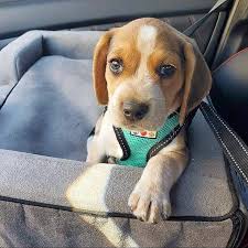 They are ready for their new homes and will come with a bag of puppy food, a health certificate, and a 30 day health guarantee. Beagle Puppies For Sale Beagle Puppies For Sale Near Me