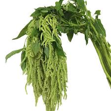 Image result for Amaranthus