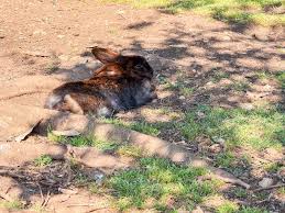 Image result for tbn:nuNU7FPK4A54yM::rvforsaleguide.com/images/bunny-resting-picture.jpg