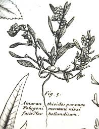 Image result for Thomandersia