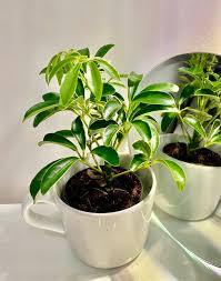 Check spelling or type a new query. Umbrella Plant Schefflera Heptapleurum Guide Our House Plants