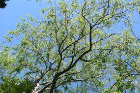 Image result for Dalbergia sissoo