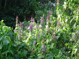 Image result for Brillantaisia cicatricosa