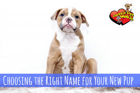 Aussie pet mobile is a quality pet grooming service in montgomery county, texas that offers an exceptional full service grooming experience for your pets in a stress free environment in full comfort and safety right in your driveway. Choosing The Right Name For Your New Pup Aussie Pet Mobile Nw Tucson