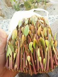 Maybe you would like to learn more about one of these? Ø§Ø¬ÙˆØ¯ Ø§Ù†ÙˆØ§Ø¹ Ø§Ù„Ù‚Ø§Øª Ø§Ù„Ø£Ø±Ø­Ø¨ÙŠ Ø²Ù†Ø¯Ø§Ù†ÙŠ ÙˆÙƒØ§Ù„Ø© Ø¬Ø³Ù…Ø± Ù„Ù„Ù‚Ø§Øª Ø§Ù„Ø£Ø±Ø­Ø¨ÙŠ Facebook